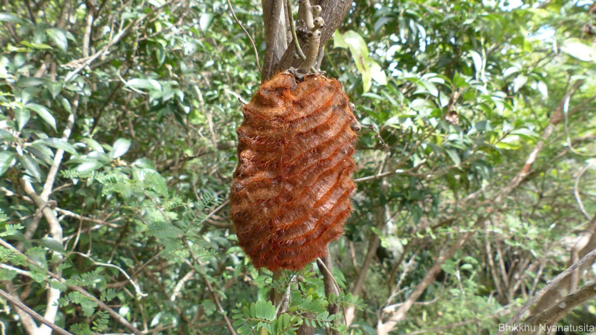 Mucuna atropurpurea (Roxb.) DC. ex Wight